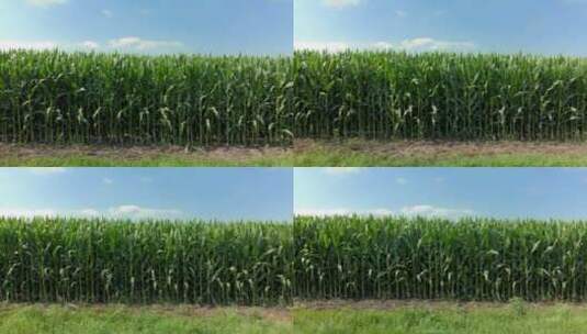 农田农场玉米地4K高清在线视频素材下载