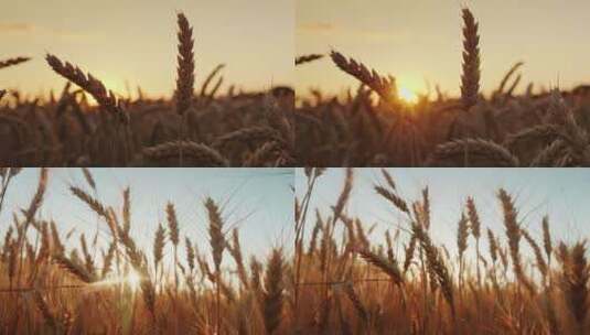 农村农业稻田 阳光穿透麦穗高清在线视频素材下载