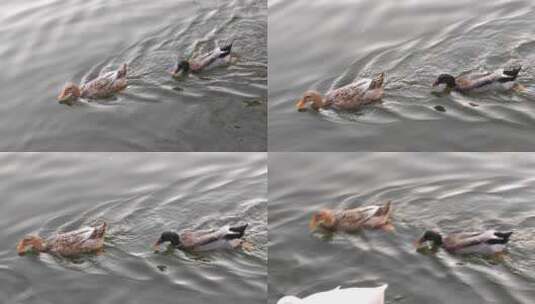 湖里游泳的鸭子高清在线视频素材下载