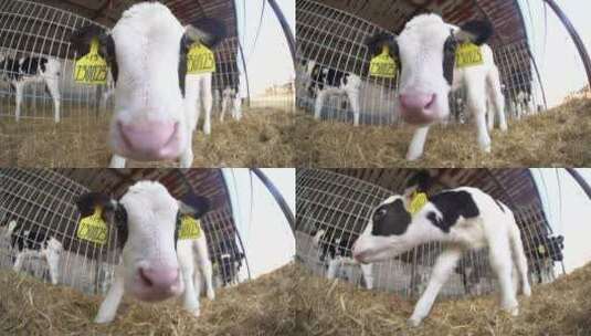 奶牛场的小奶牛高清在线视频素材下载