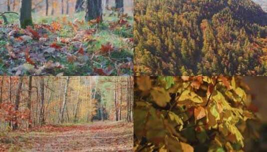 秋天森林阳光穿过树叶特写秋水高清在线视频素材下载