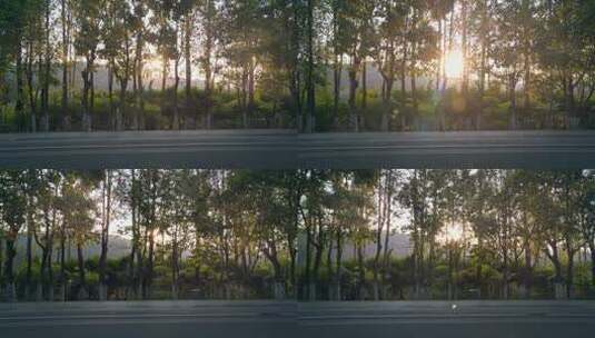 阳光穿过树林清晰空镜高清在线视频素材下载