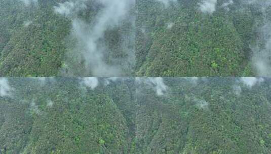 雨天森林航拍云雾缭绕森林树林大自然风景高清在线视频素材下载