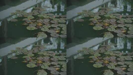 春天杭州乌龟潭阴雨天植物绿色自然高清在线视频素材下载