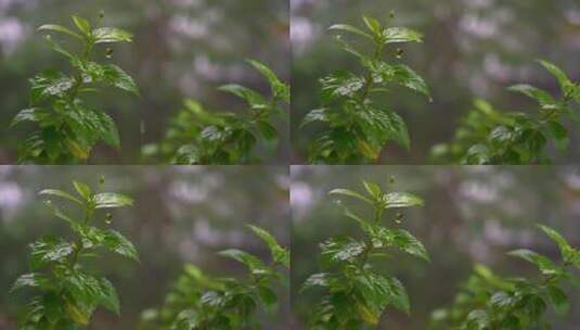 树叶雨水  树叶 雨水 自然风光 森林 清新高清在线视频素材下载