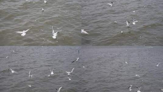 昆明海埂大坝喂海鸥高清在线视频素材下载