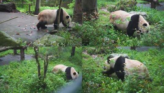 大熊猫走来走去熊猫运动野外熊猫野生熊猫高清在线视频素材下载
