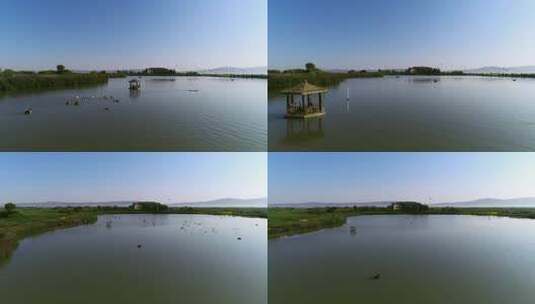 湿地公园的赤麻鸭、天鹅在湖上方飞翔高清在线视频素材下载