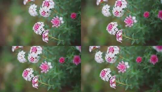 草原野花特写高清在线视频素材下载