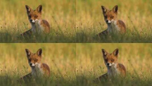 草地上的幼年红狐特写高清在线视频素材下载