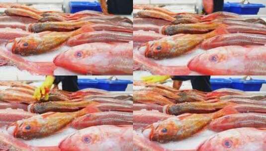 海鲜市场的红星斑海鱼等高清在线视频素材下载