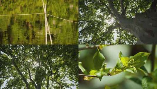 春天夏天植物树木绿油油实拍空镜高清在线视频素材下载