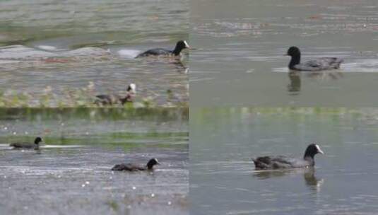 C拉鲁湿地野鸭游泳4K视频高清在线视频素材下载