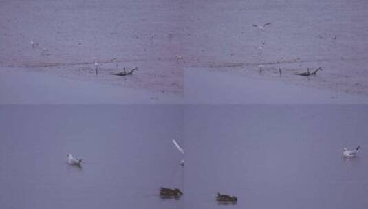 S海鸥在水面游泳、觅食高清在线视频素材下载
