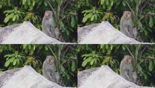 猴子坐在丛林岩石上的特写高清在线视频素材下载
