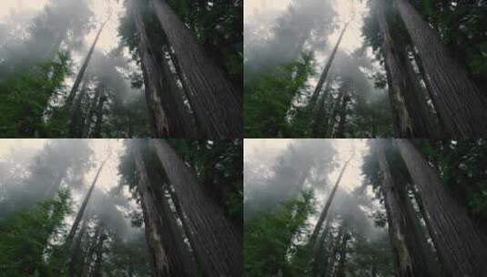 森林树木云雾高清在线视频素材下载