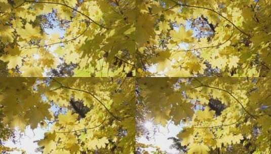 秋日暖阳枫叶高清在线视频素材下载
