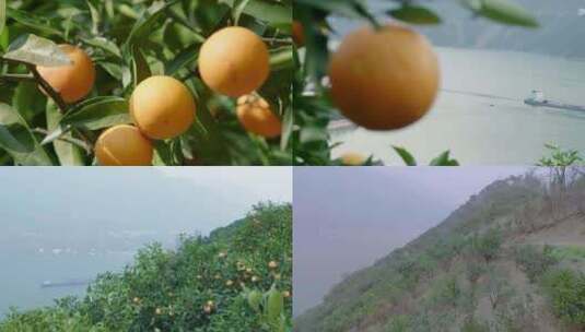 现代农业经济发展橙子丰收视频素材高清在线视频素材下载