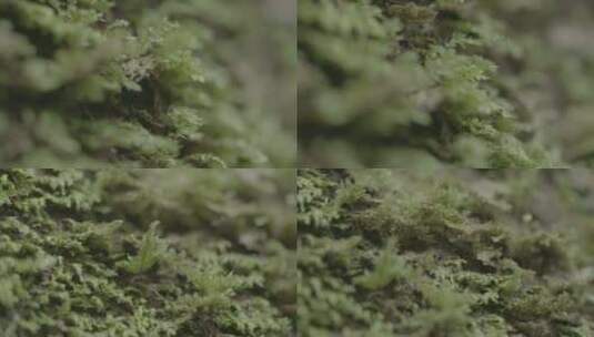 浙江泰顺县乌岩岭苔藓上的蚂蚁特写高清在线视频素材下载