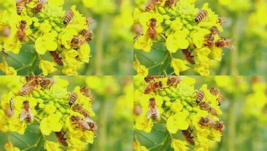 蜜蜂在油菜花上采蜜慢镜头特写高清在线视频素材下载