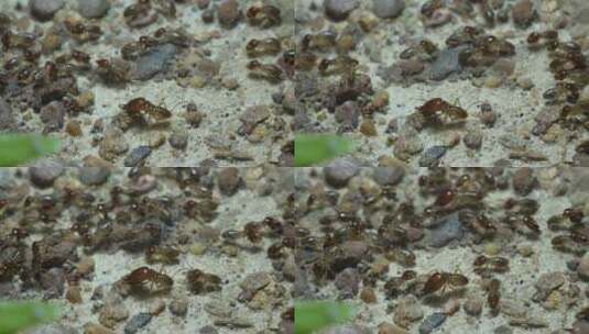 白蚁8K自然空镜昆虫高清在线视频素材下载