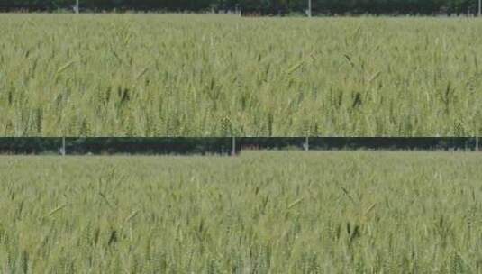 快成熟的小麦麦田高清在线视频素材下载