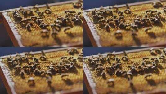蜂巢蜜蜂养蜂高清在线视频素材下载