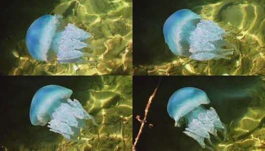 浅海中的蓝色水母高清在线视频素材下载