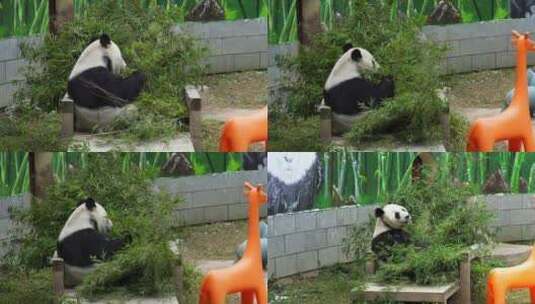 动物园吃竹子的大熊猫高清在线视频素材下载
