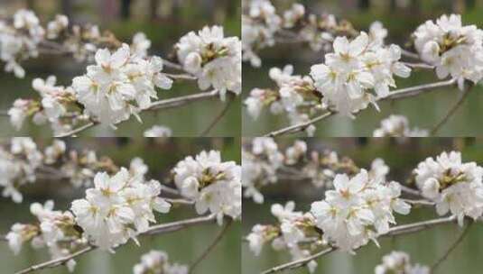 春天盛开的粉色樱花4k视频高清在线视频素材下载