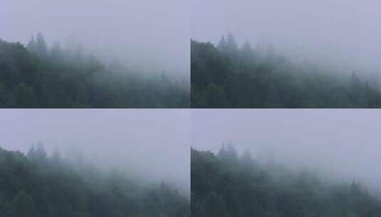 深山迷雾森林高清在线视频素材下载