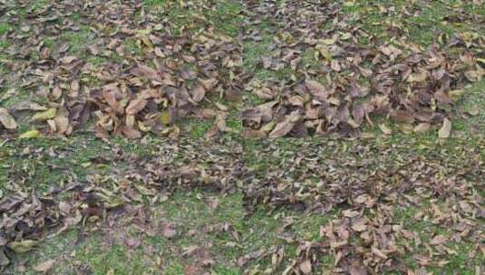 地上枯黄落叶实拍高清在线视频素材下载