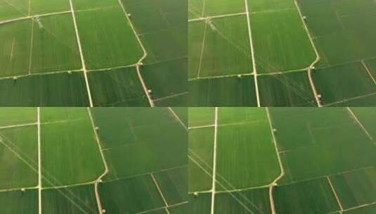 春天绿色麦田农业小麦航拍高清在线视频素材下载