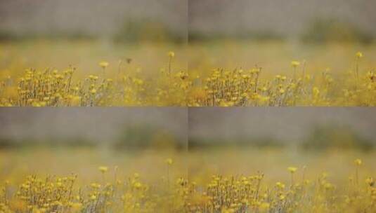 花，蝴蝶，黄色，乡村高清在线视频素材下载