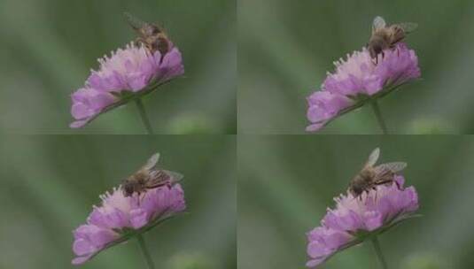 悬停苍蝇，花苍蝇，Syrphid苍蝇，昆高清在线视频素材下载