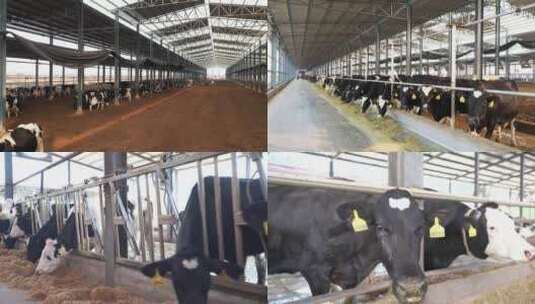 4K奶牛养殖场1高清在线视频素材下载