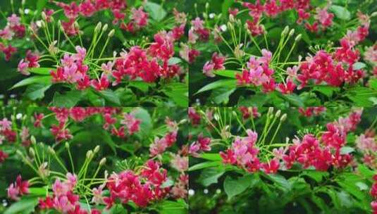 使君子花朵植物大自然自然风景自然风光高清在线视频素材下载