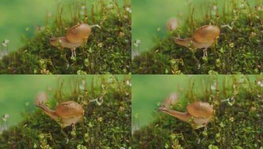 青苔植被中爬动的蜗牛高清在线视频素材下载