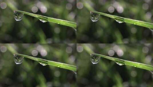 小草上的水珠高清在线视频素材下载