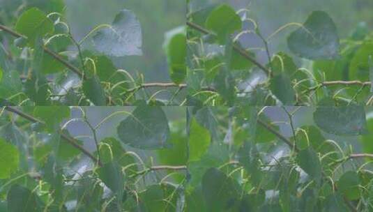 城市下暴雨下雨天雨水雨滴植物树叶子树木雨高清在线视频素材下载