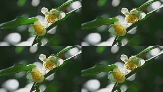 阳光下老茶树盛开的白色山茶花高清在线视频素材下载