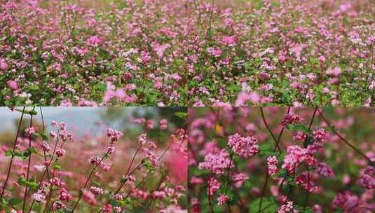 红色荞麦花开唯美宣传片高清在线视频素材下载