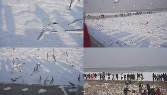 天津东疆港海边雪地西伯利亚海鸥群合集高清在线视频素材下载