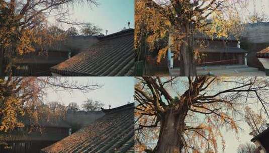 秋天的风景枫叶落满地高清在线视频素材下载