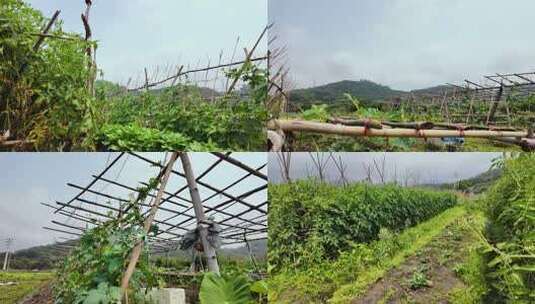 农田瓜田 农村瓜园 农业种植高清在线视频素材下载