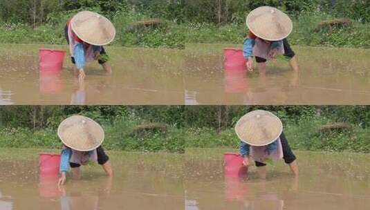 农民在水田中弯腰插秧的劳作画面高清在线视频素材下载