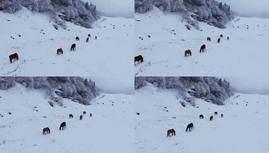 重庆武隆仙女山雪景马群野马高清在线视频素材下载