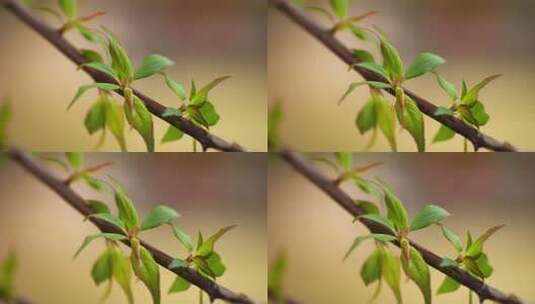 新枝上嫩绿的新叶特写高清在线视频素材下载