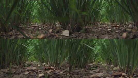 草丛地面近景实拍高清在线视频素材下载