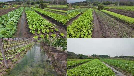 蔬菜田 菜田菜地 乡村振兴 三农乡村高清在线视频素材下载